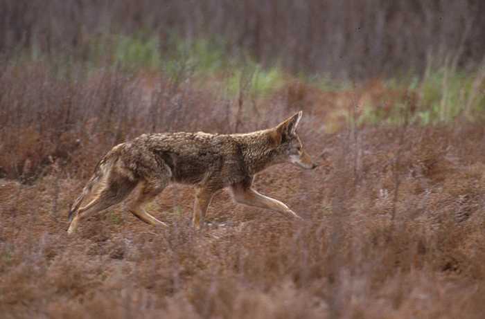 A healthy coyote. Would a diseased animal explain sightings of the chupacabra?