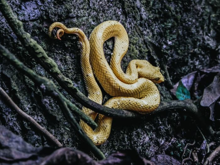 The Meaning and Symbolism of Snake Dreams - Exemplore