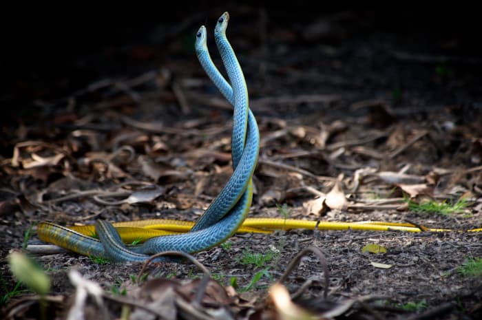 dream-of-snake-meaning-and-symbol-of-snake-in-dreams