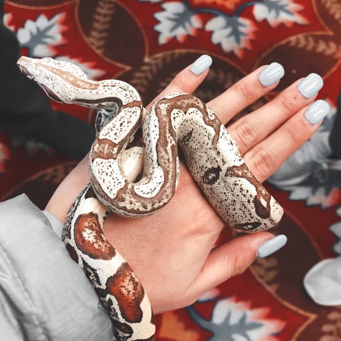What does it mean if you dream of getting bitten by a snake?