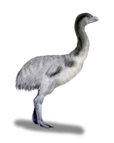 Smaller than Dromornis planei, Genyornis was a demon duck familiar to early Australians.