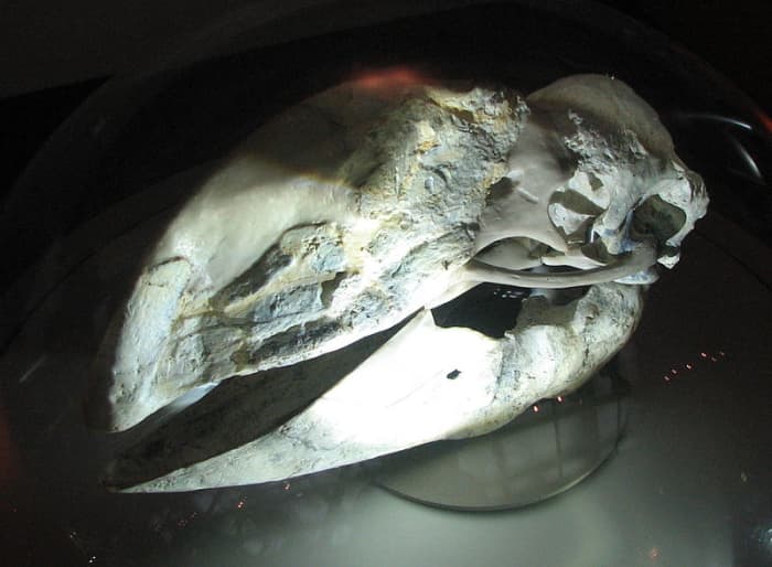 Demon Duck of Doom skull.