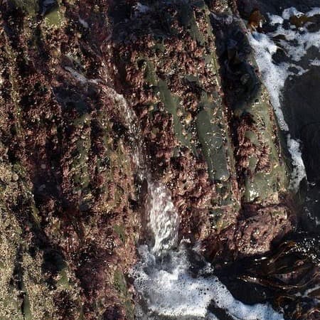 Different types of seaweed grow different places. This is a seaweed known as dulce, commonly used in soup by humans.