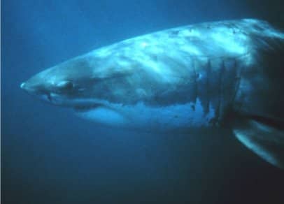 Great White Sharks have been recorded diving as deep as 4,000 feet.