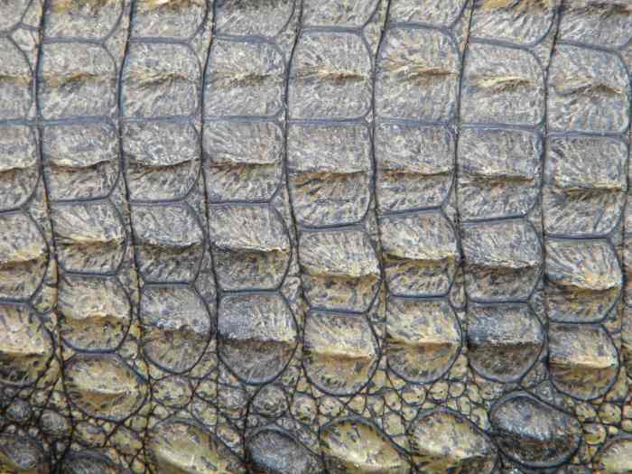 A reptilian may occasionally present with scales, like a crocodile or a dragon.
