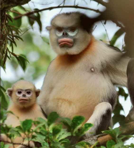 Our prime suspect: the critically endangered Tonkin snub-nosed monkey