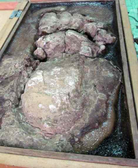 Possibly the footprint of the Batutut