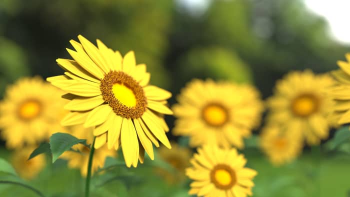 Sunflowers are one of many representations of the sun. They make a bright and colorful altar piece if you want to honor the Sun or incorporate it's energies into your workings.