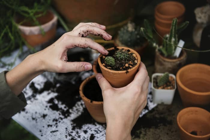Working with soil balances your energy and can help ground you if you are feeling anxious or stressed.
