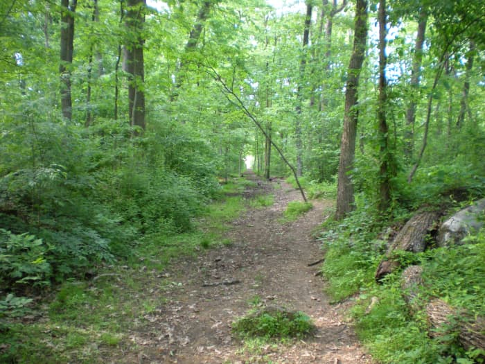 The approximate spot on the trail from Devil's Den where I smelled the mystery cherry pipe tobacco smoke.