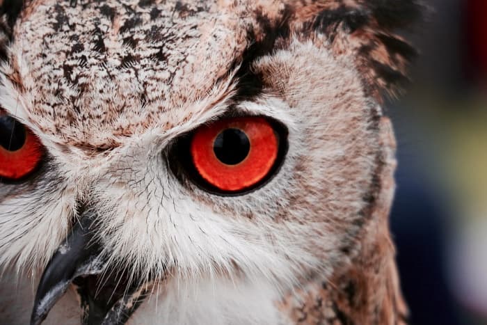 Could Mothman be a mutant owl, or some other species of bird mutated by the pollution of the TNT area?
