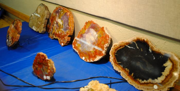 Petrified wood is created when a trees organic matter is replaced by silicate minerals.