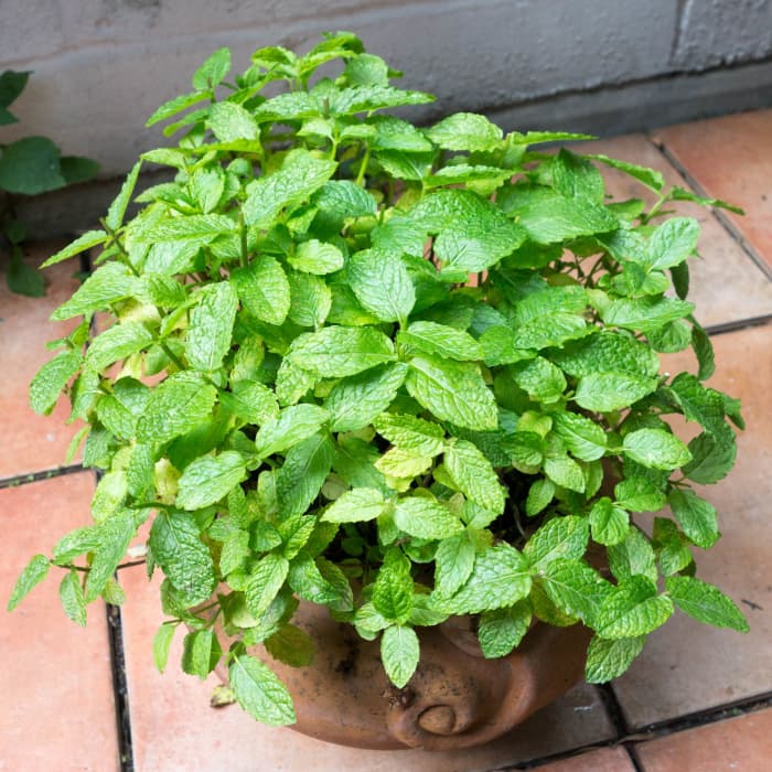 There are many varieties of mint including peppermint, spearmint and apple mint.