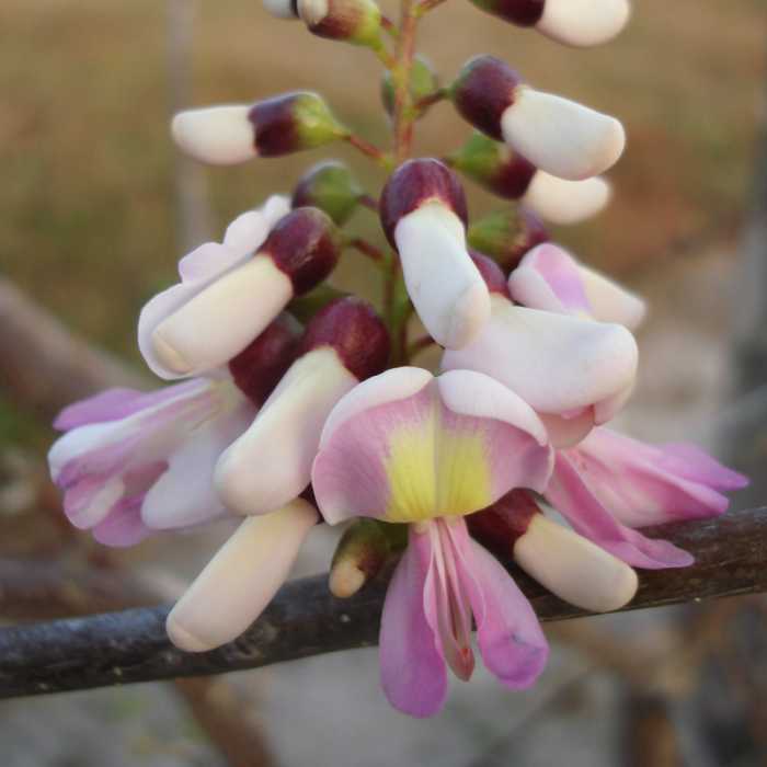 Madero negro, Gliricidia sepium, Close-up of the indeterminate florescence. These trees are one of the species used for living fence posts in the country.