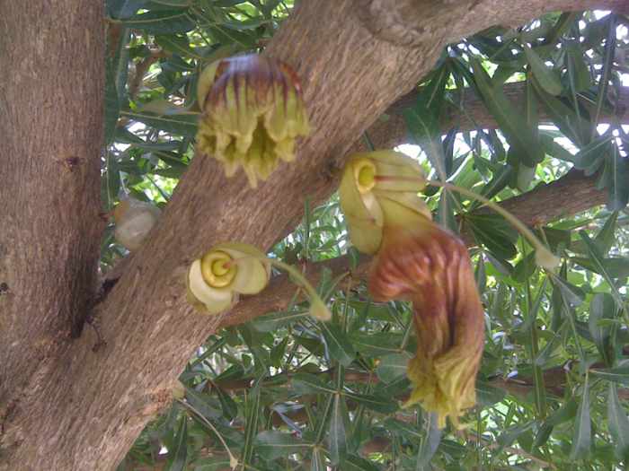 Jicaro (calabash tree, Crescentia alata) flowers. The jicaro makes gourd-like fruit all along the trunk. These jicaro gourds can be decorated or used as drinking vessels. The gourds can get as large as 7-8 inches in diameter, but they are more com