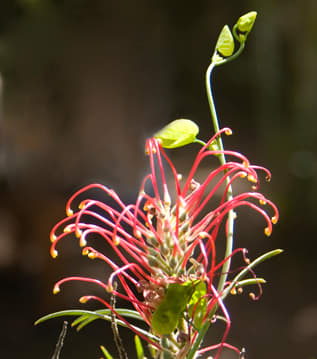 The flower of a small tree. The vine tip is part of the plant that made the unusual flower in the photo above.