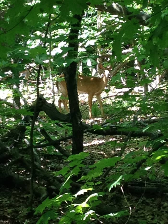I spotted a deer hiding while hiking on what was probably the most relaxing day trip from NYC I had ever taken.