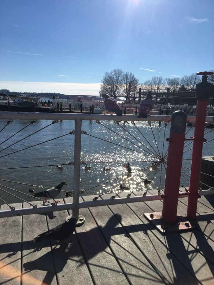 Old Town Alexandria's waterfront is a nice place to take a break, especially on a sunny winter's day.