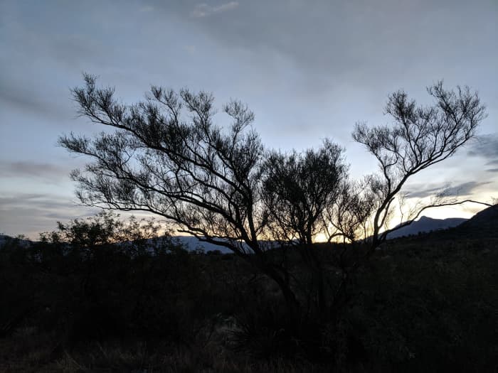Pre-dawn sky as Arizona's Sonoran Desert begins a new day
