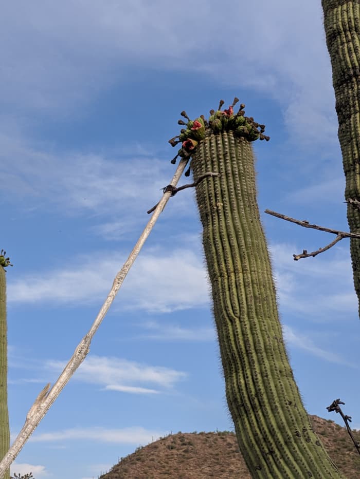Close-up view of end of the long harvesting pole attempting to snare ripe fruit from top of a 40-odd-foot Saguaro