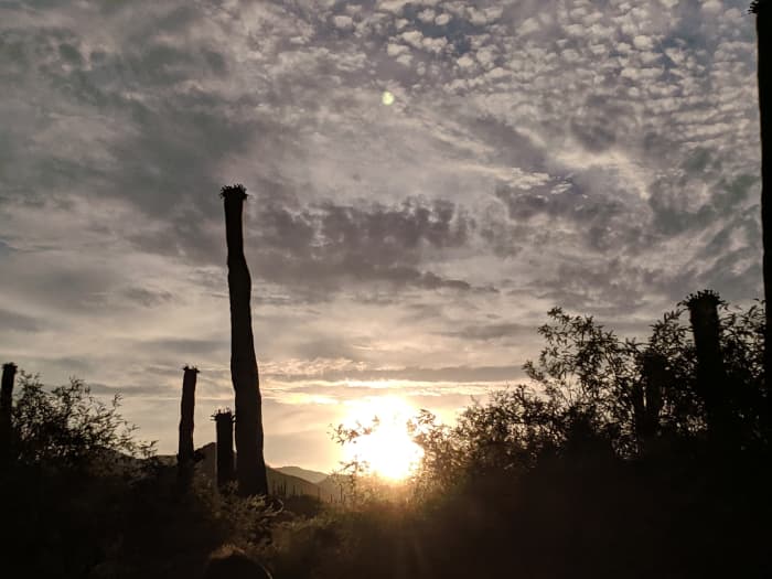 Saguaro Cacti in Sonoran Desert as sun begins to rise