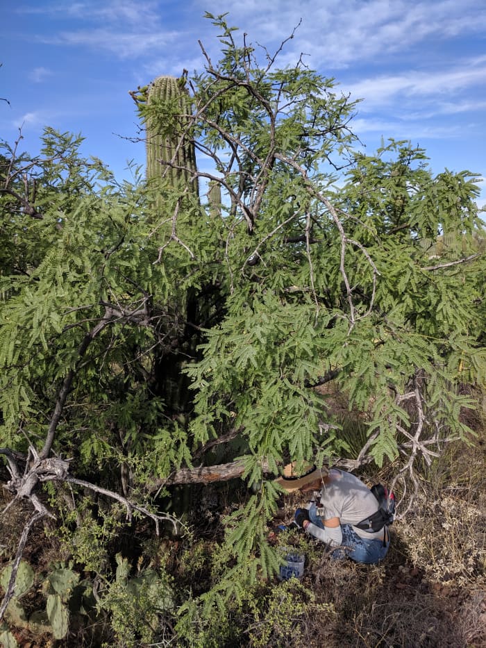 My wife crawling through Mesquite and other thorn bushes to retrieve fruit I had just pulled down from Saguaro in background