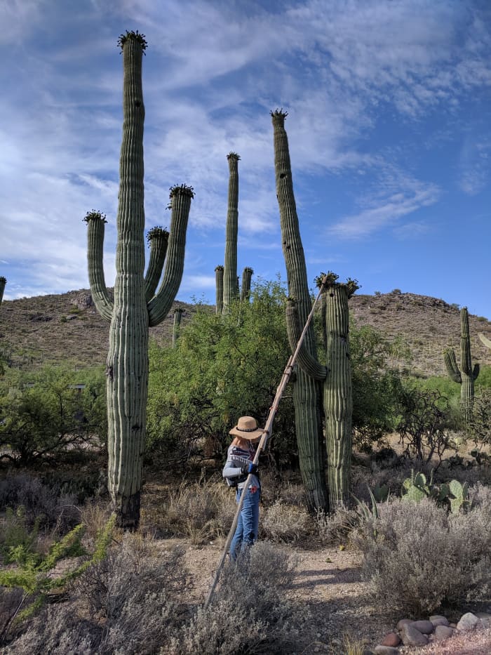My wife in desert attempting to snag fruit from one of the smaller Saguaro (is a younger - about 50 years old - Saguaro about 15 to 18 feet high)