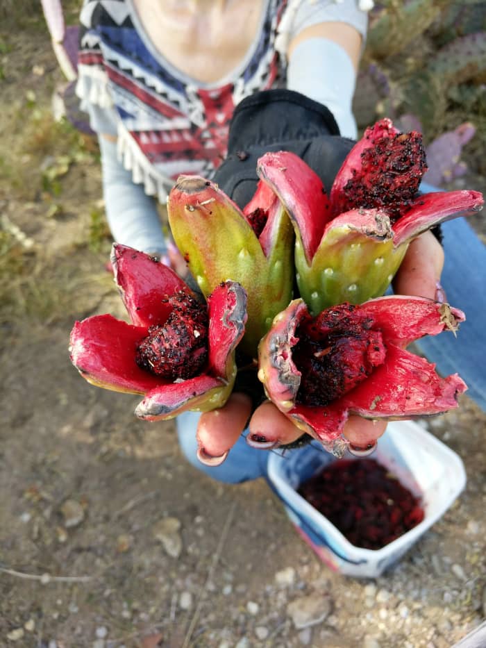 My wife holding 3 very ripe Saguaro fruit pods that had reached point of splitting open naturally