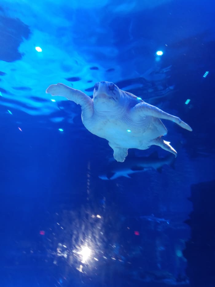 Weighing over 200 pounds, Denver seems like an easy-going turtle, but sharks know not to make him mad!