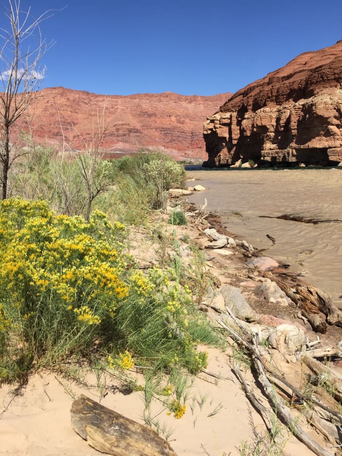 View along west bank of Colorado River. The river is about two miles across the empty land to the east of Cliff Dwellers Lodge