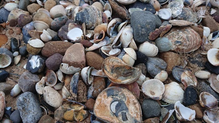 Sea shells have many magical properties and can be collected on most beaches.