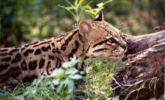 Ocelot www.bigcatrescue.org