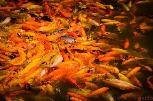 The famous Nuvali fish pond full of energetic koi fish! Feed them, and watch as they swarm towards the food!