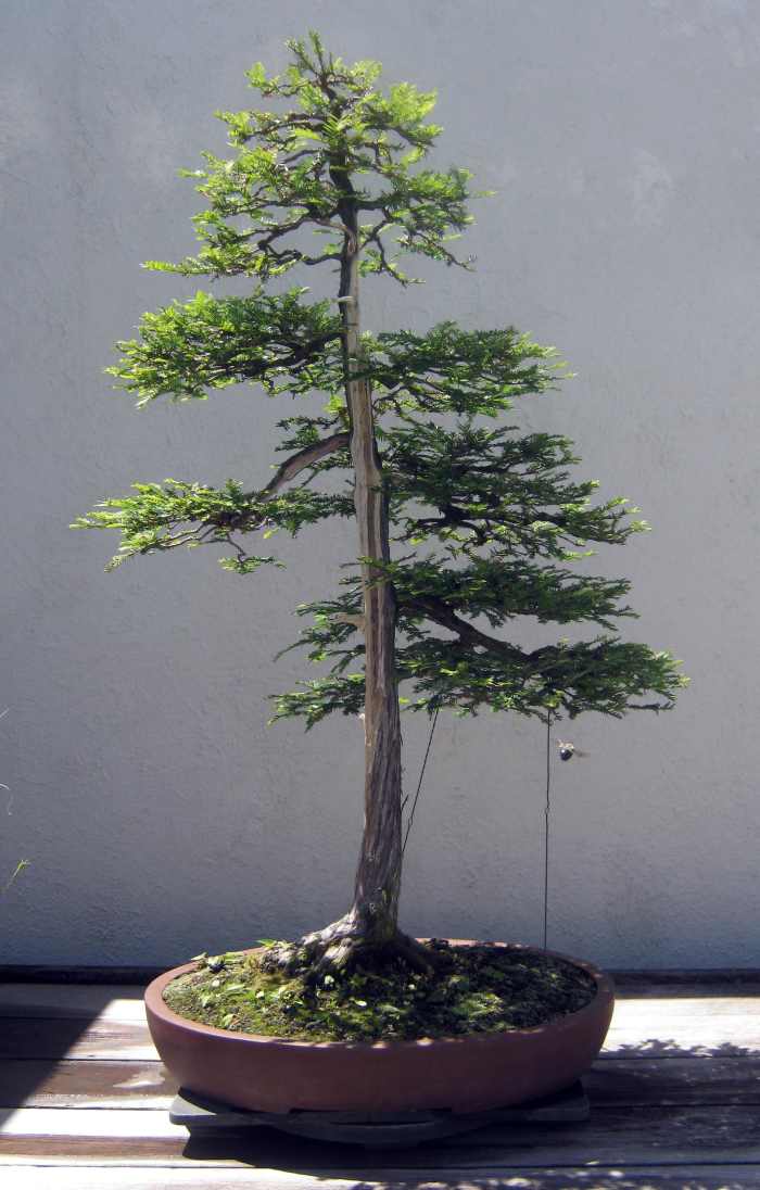 Bonsai Gallery at the U.S. National Arboretum WanderWisdom
