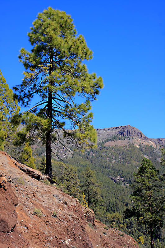 The lonesome pine - As one travels along Route TF-21 from the south, trees become sparser with greater altitude
