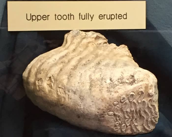 During their average lifespan, mammoths replaced their molars six times. Over time, their molars grew larger and had more ridges.