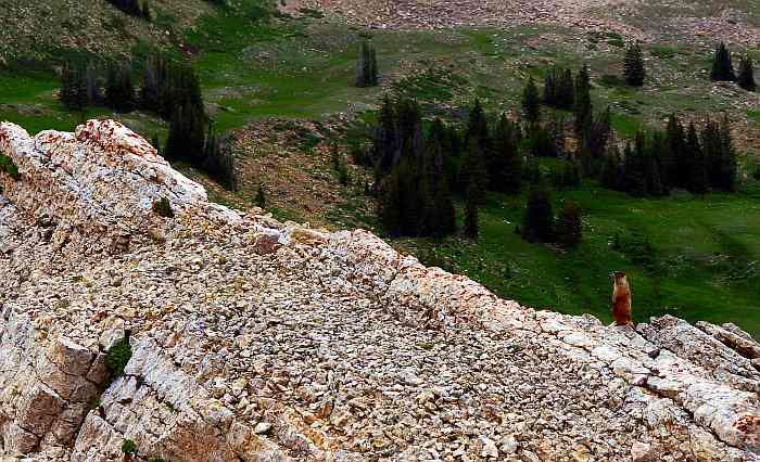 Along the walk, you see evidence of what was once part of an inland ocean, and small critters such as the pika.