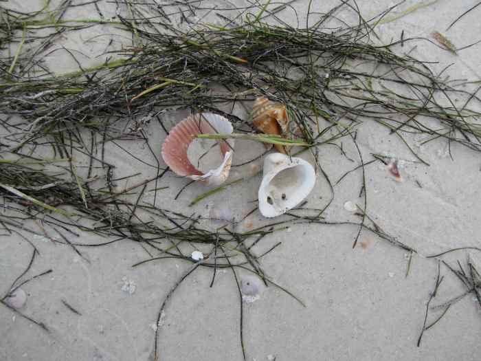 Florida Kayaking Honeymoon Island to Caladesi Island WanderWisdom