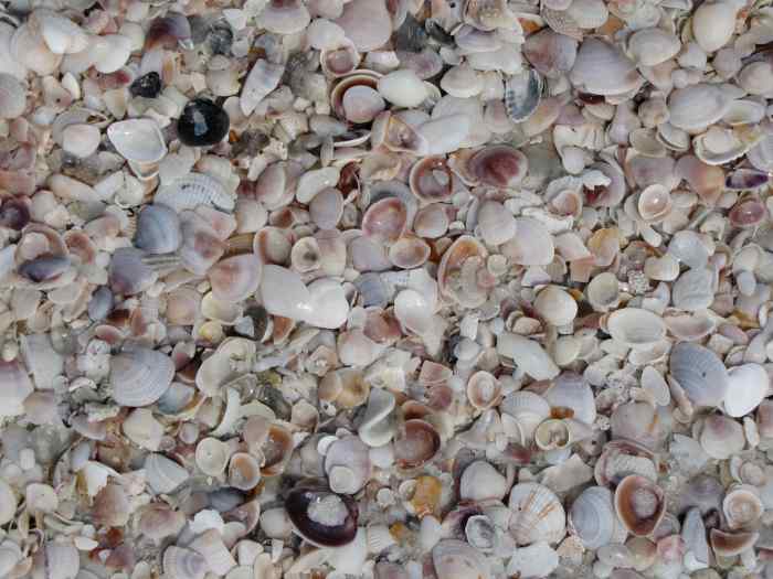 Florida Kayaking Honeymoon Island to Caladesi Island WanderWisdom