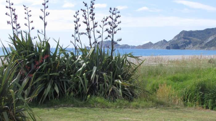 You can camp free here over the summer period with a permit from Gisborne District Council but you must have a portaloo