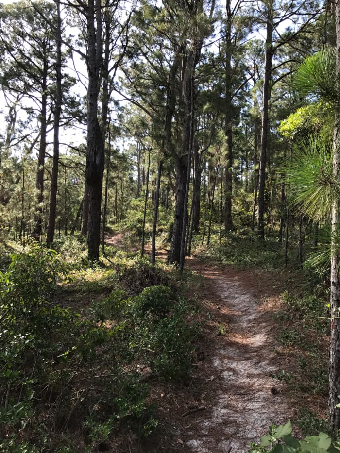 Hammock Hills Trail on the National Seashore is an easy hike with interesting things along the way.