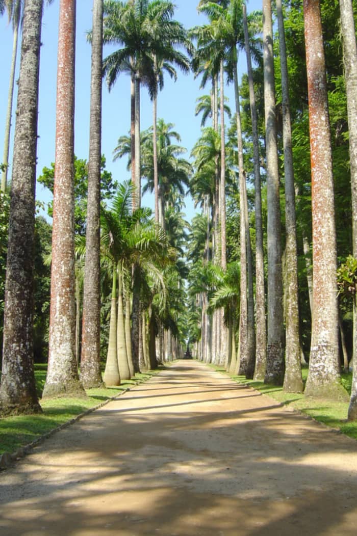 The impressive Avenue of Royal Palms stretches for half a mile through Jardim Botânico.
