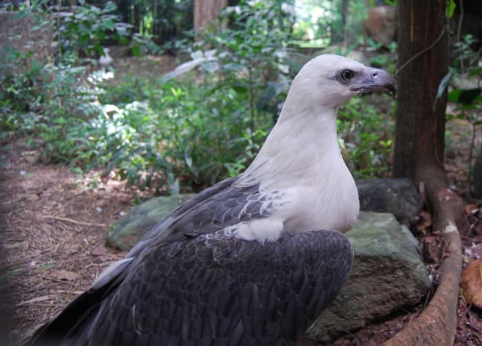 The Wildlife Center is home to many native species of bird, including the Philippine Eagle... and no, this isn't it. This is a gorgeous White-Bellied Sea Eagle.