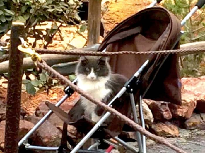 The Disneyland cats can sometimes be found doing funny cat things, like trying to go for stroller rides. Remember that the cats are feral, so you should try to avoid approaching them unless necessary.