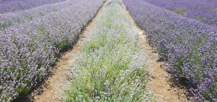 Rows of different lavender varieties paint a tapestry of colour for the eye at Cotswold Lavender, near Snowshill.