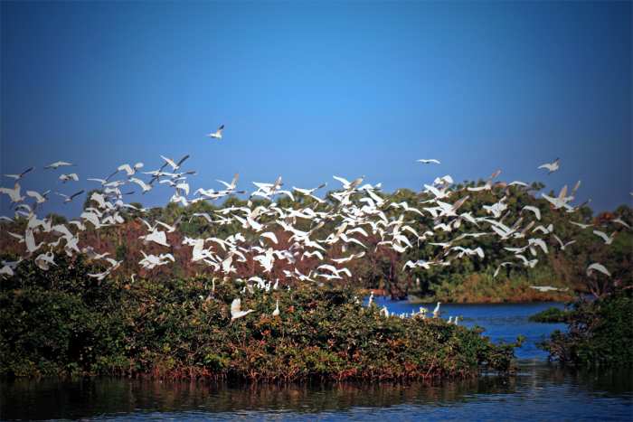 The Nesting Birds at Vedanthangal Lake
