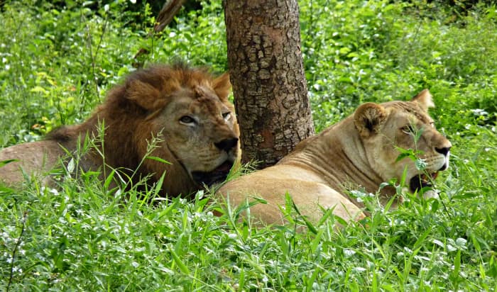 A pair of lions at Vandalur Zoo