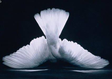 A dead dove may symbolize loss of innocence, the painful ending of peace and harmony, and the tragic end to love and beauty.