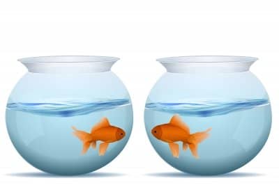 Two fish in two separate bowls may relate to feeling disconnected from others.