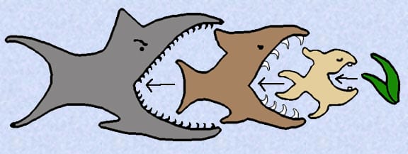 The fish's place within the food chain may reveal a lot to the dreamer about where they think they are socially, their level of confidence, and their sense of power.